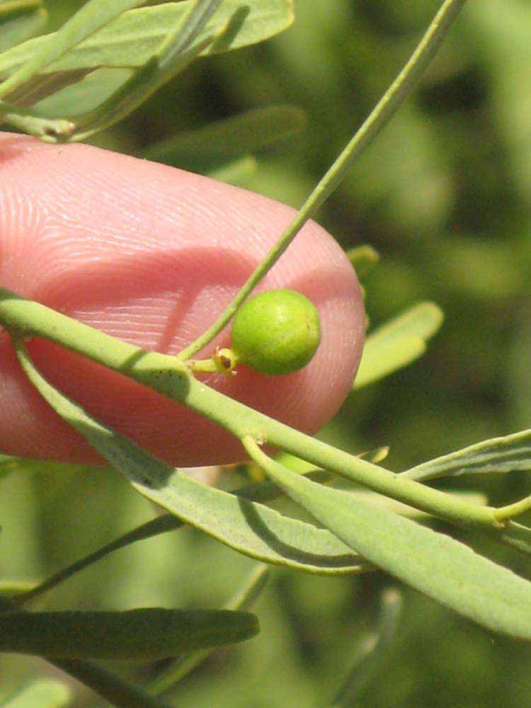            Fruit (Riverside, CA)   